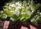 💚 Peridot – Rich Green Natural Rough Stones