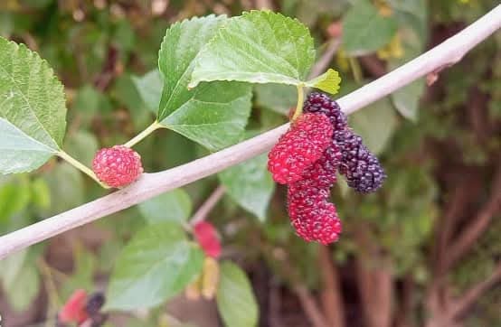 🌱 Home Garden Natural Organic Food – Fresh, Chemical-Free & Hand-Grown